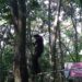 Latih Ketangkasan di Halang Rintang Jamnas XI